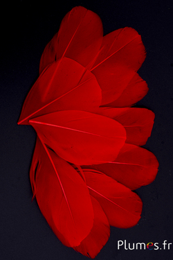 Pétales en plumes - 6-8 x 3-4 cm - rouge